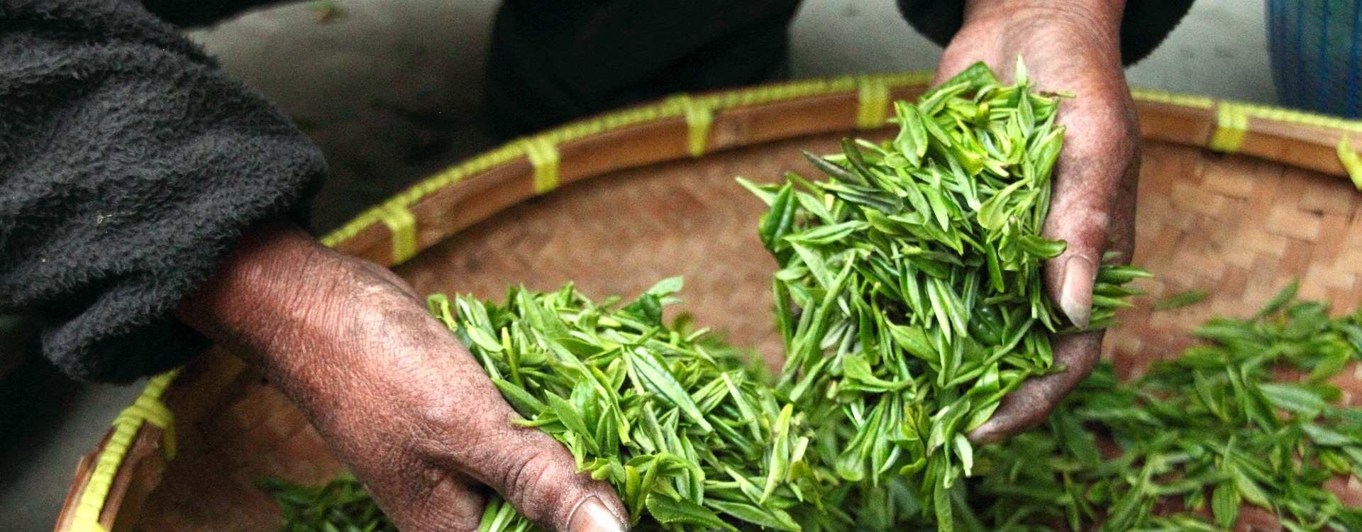 Camellia sinensis. Beneficios propiedades, usos y cultivo | CafeTeArteBlog  - CaféTéArte