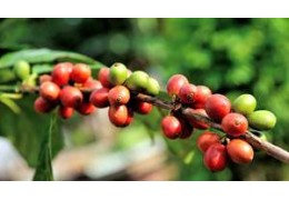 Países productores de café