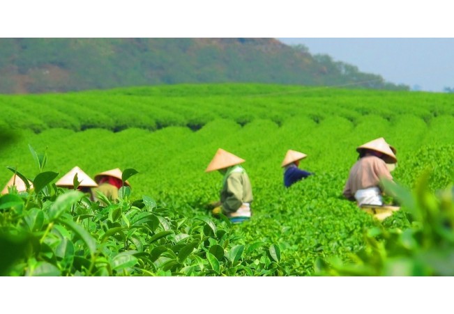 La recolección del té, un factor muy importante en su precio